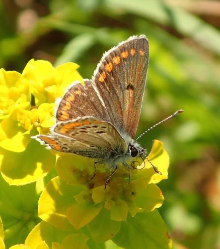 Aricia agestis